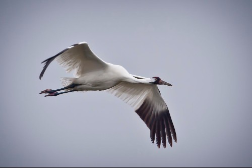 Photo of whooping crane 